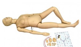 人体模型最新爆料图解,图解人体结构与功能全解析